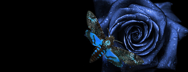 Blue rose flower in water drops and butterfly isolated on black. Death's-head Hawkmoth. Acherontia...