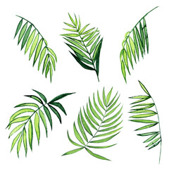 Watercolor palm leaf collection isolated on white background. Hand drawing kentia or parlor plant illustration. Perfect for home design, print, card.