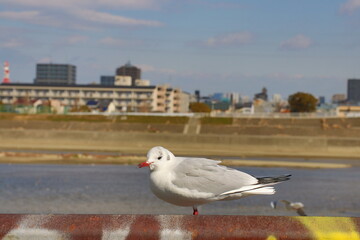 Obraz premium かもめ