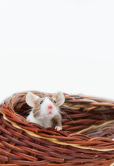 Little pet - a portrait of a mouse looking out of the house. Pet, funny pet. Bicolor mouse on a white background with copy space. Decorative satin mouse.