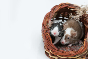 Two domestic colored mice timidly sit in their house. Pets, rodents on a white background with copy...