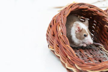 A small decorative mouse sits in the corner of his house. Home pet, pet, rodent on a white background with copy space