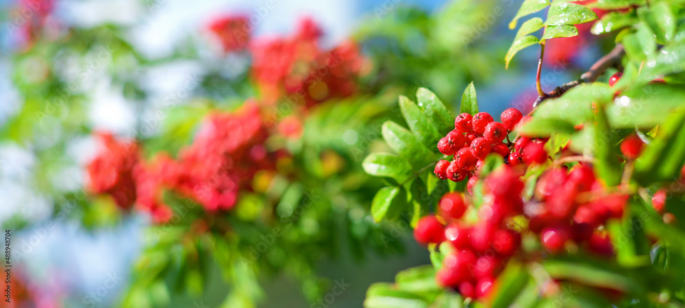Poster Summer background. Branches of bright rowan tree in raindrops. Clusters of mountain ash against the sky