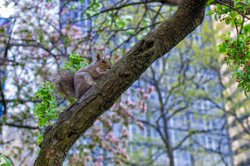 公園のリス　　Squirrel in the park