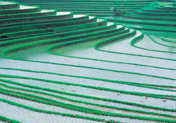 Indonesia, Bali, West Bali, Terraced rice fields north of Antosari