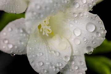 White freesia flower with drops of dew, macro isolated against a black background