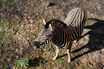 a wild zebra from above