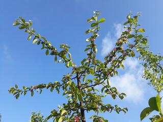 Spring blossom: branch of a blossoming apple tree 
