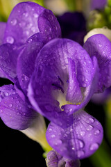 Purple freesia flower with drops of dew, macro on black backgrounds.  Early spring flowers