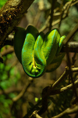 Green snake hanging from a branch