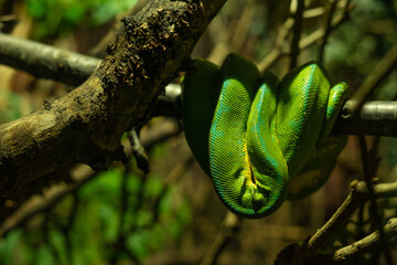 Green snake hanging from a branch