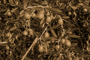 Aceitunas y ramas de olivo en sepia - obrazy, fototapety, plakaty