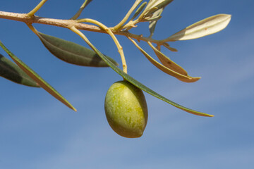 Aceituna verde en el olivo