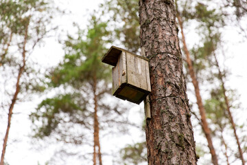 nature, landscape and environment concept - wooden birdhouse on pine tree in coniferous forest