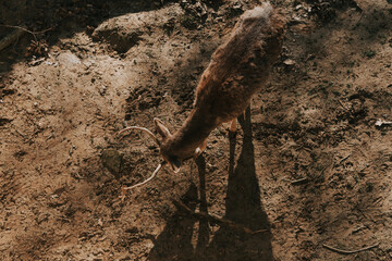 Fallow deer on the ground
