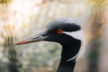 Demoiselle Crane close portrait