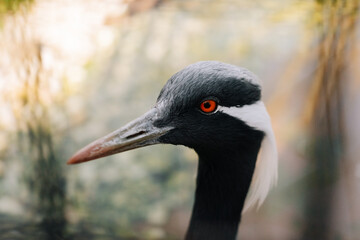 Demoiselle Crane close portrait
