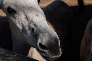 Portrait of a White donkey