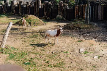 Pair of antelopes on a zoo