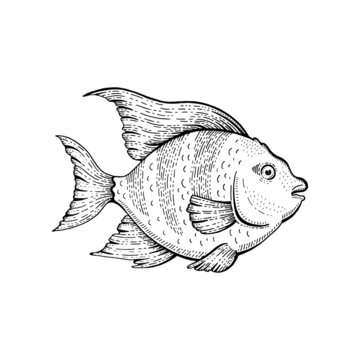 recommend clip art: Tropical fish. Vector sketch animal illustration. Black line angel fish. Aquarium drawing. Hand drawn sea vintage art. Doodle exotic goldfish, outline ocean angelfish. Coral reef tropical fish
