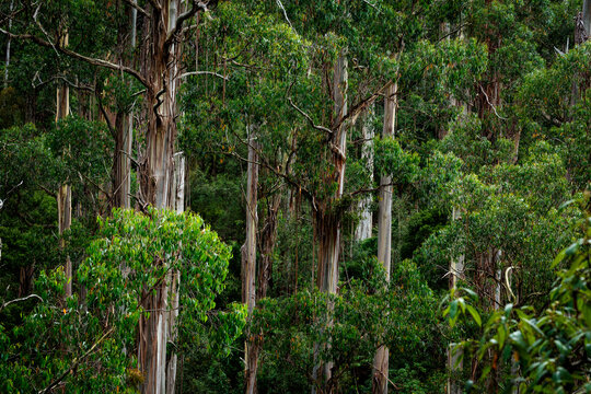 eucalyptus forest in australia