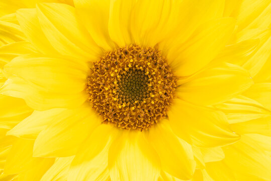 sunflower flower with petal design elements.Sunny spring,summer theme.