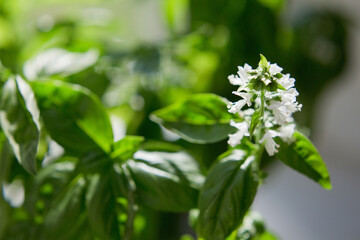 Blossom basil, basil leaves with flowers