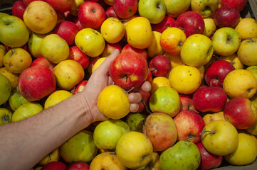 Hand holds apples on a background of a group of apples of different varieties