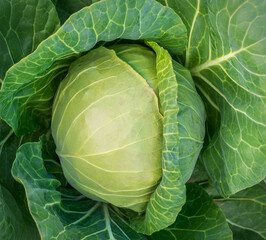 head of young green cabbage close-up.