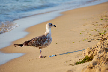 seagull (Larus cachinnans)