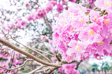 Pink Flowers Tabebuia Rosea Blossom .Tabebuia rosea" trees in blossom