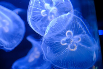 jelly fish in aquarium