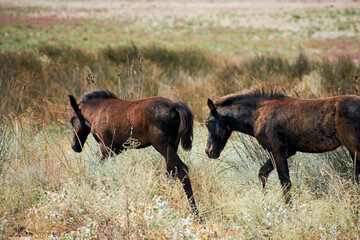 Wild horses in the Danube Delta (Equus caballus)