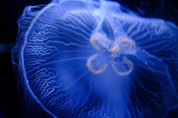 jellyfish in aquarium