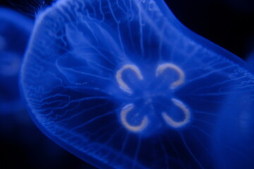 jelly fish in the water