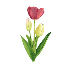 Tulips bouquet on white background. Watercolor hand drawing illustration. Art for decoration and wallpapers
