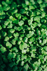 Micro green arugula leaves background texture.