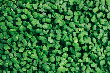 Micro green arugula leaves background texture.