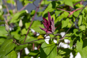 Opening of an eggplant-colored clematis flower on a shoot with a bud