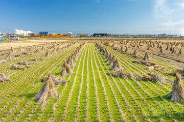 Bundles of rice straw hay in paddy field. The rice field at roadside in Japan, Asia.