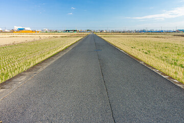 Asphalt road in middle of paddy field. The road is in countryside of Japan, Asia.
