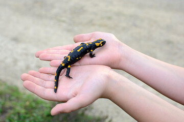 Fire salamander in the hands of a child