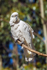 Cockatoo parrot in Australia