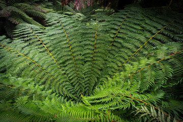 fern leaves in the forest
