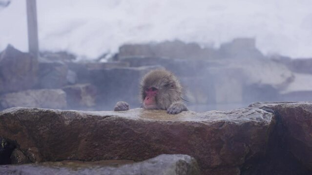 Japanese Macaque Bathing in Hot Springs at Jigokudani, Yamanouchi, Nagano