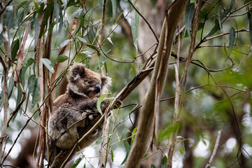 koala in the tree