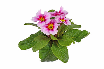 Pink and yellow 'Primula Acaulis' primrose flowers in bloom on white background