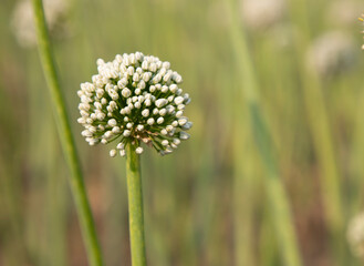 Close-up Focus Onion Flower With Blurry background Natural view