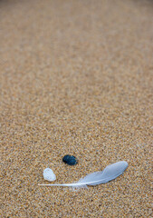 Sand texture. Copy space. Top view. Flat lay. Feather of a bird on wet sand close-up