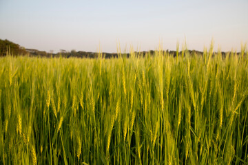 
Green Wheat plantation agriculture  field.